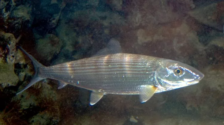 bonefish