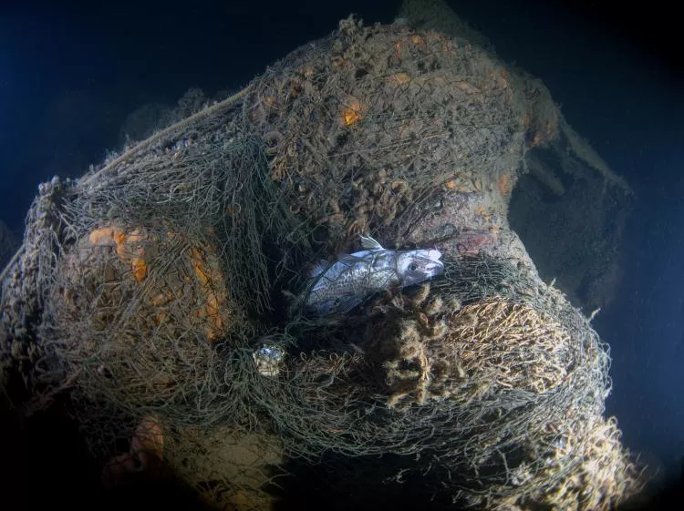 A ghost net at the stern of the Elbing IX floats 20m above the wreck, trapping and killing marine life 