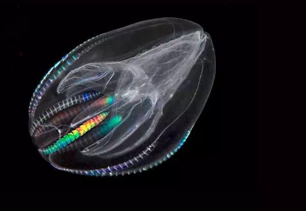 More than half a billion years ago the first split in the family tree separated one lineage from all other animals. Traditionally, scientists have thought it was sponges but DNA research shows it was comb jellies
