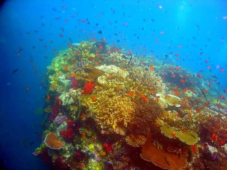 Coral Reef Fijipiju