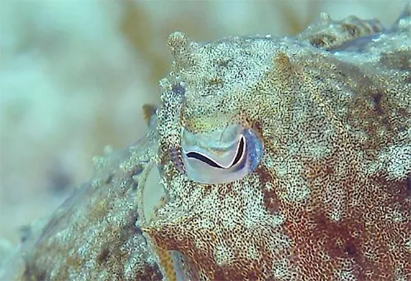 Cuttlefish have the most acute polarization vision yet found in any animal, researchers at the University of Bristol have discovered