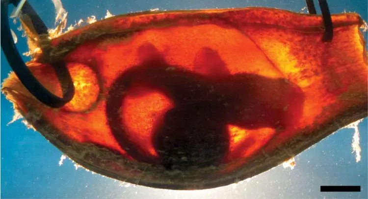 Australian researchers found that the embryos could identify electric fields simulating a nearby predator, despite being confined to a tiny egg case.