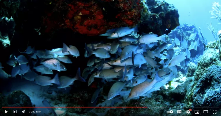 Screenshot from Lorenzo Moscia’s video, Underwater World