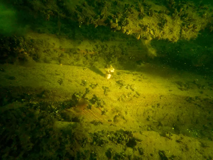 A copper nail is still visible in a timber plank of the Garpen wreck, Hanko, Finland