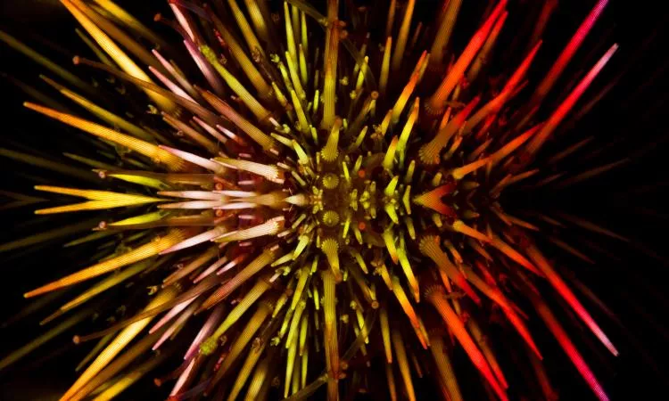Doubly Prickly, by Kate Jonker. Sea urchin, shot using a rainbow-coloured filter and processed as a reflection in Photoshop