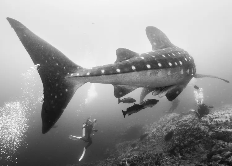The largest fish in the world is the whale shark, Malpelo Island, Colombia