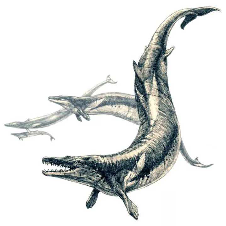 Basilosaurus, one of the most common of the primitive whales lived 35 to 40 million years ago