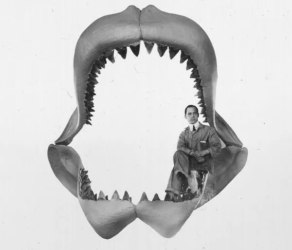 Reconstruction of the jaws of the Carcharodon megalodon.