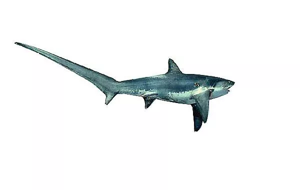 Thresher shark (captured specimen, image photoshopped)