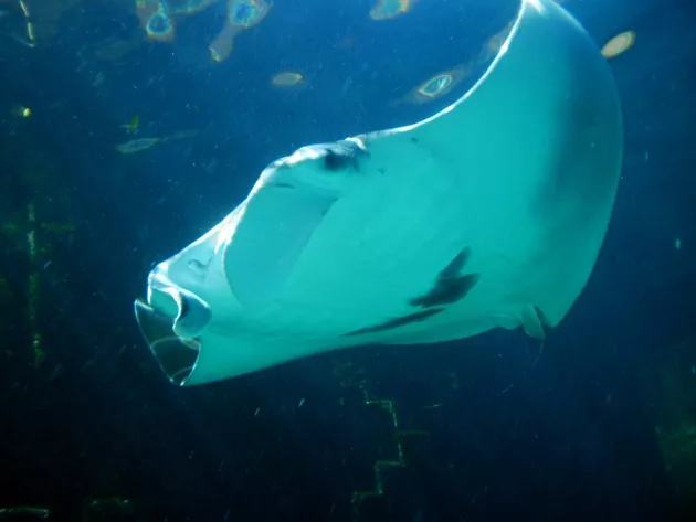 Undescribed manta ray species?
