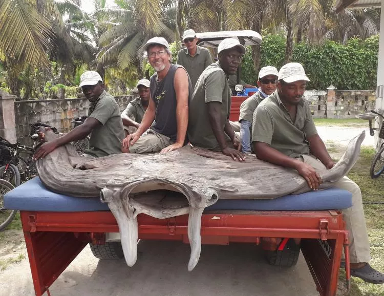 The artist and resort staff with his Manta Ray driftwood sculpture on Alphonse Island in the Seychelles 
