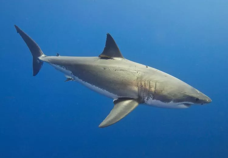 White sharks shed genetic material (skin and feces) into their environment which can be traced in water samples.