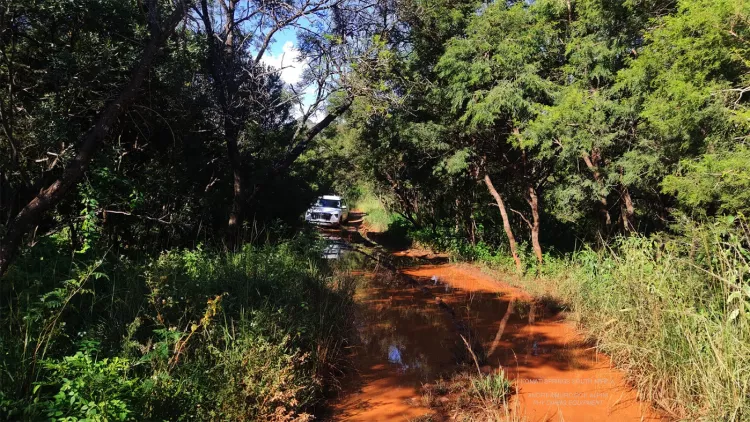 Driving through the forest to reach the flooded mine at Komati Springs. Photo by Andrea Murdock Alpini