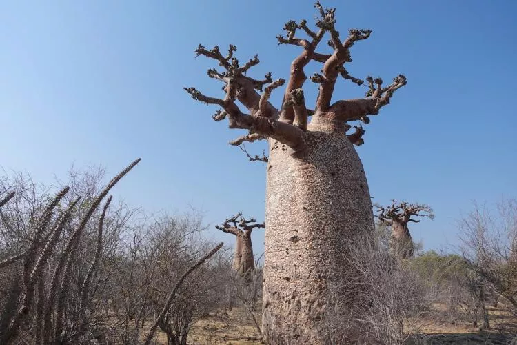 Bottle baobab with fungus patterns, Madagascar