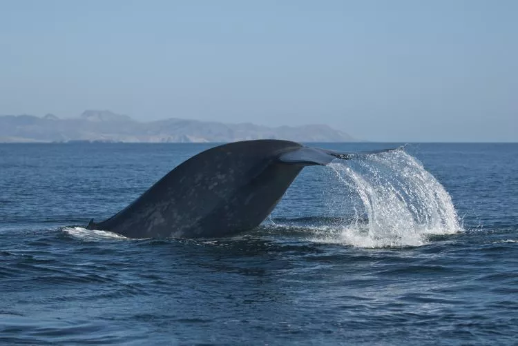 This blue whale was encountered near the Channel Islands of California.
