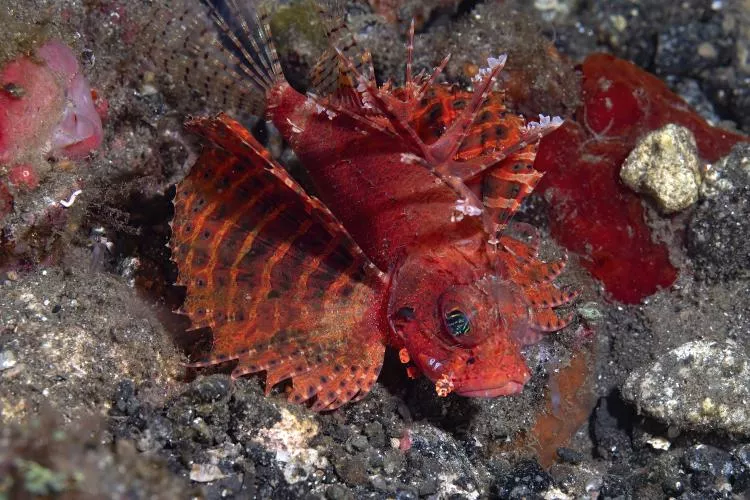 Dwarf scorpionfish
