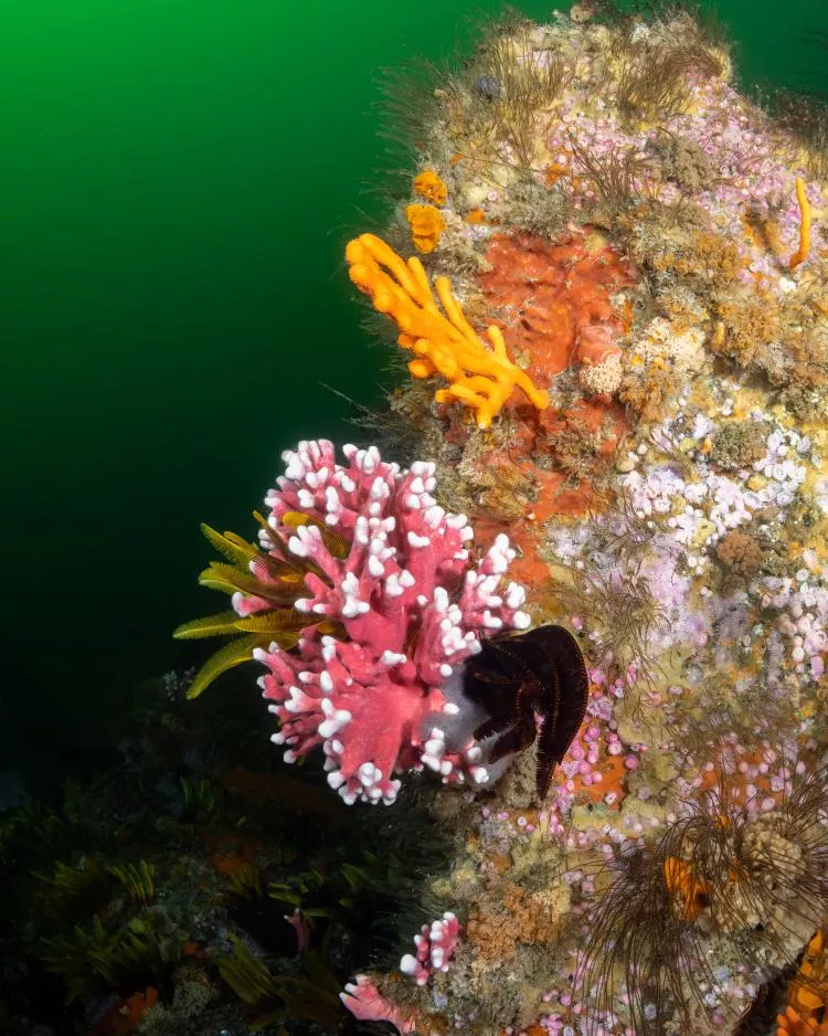 Pink noble coral at Steenbras Deep