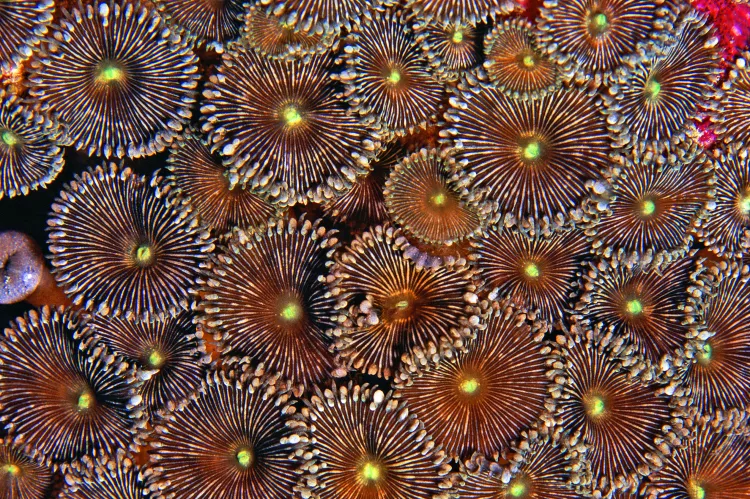 Palythoa sp. coral polyps, by Claudio Ziraldo