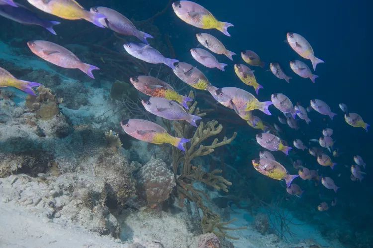 Polarized school of creole wrasse fish on house reef at Buddy Dive Resort. Photo by Matthew Meier.