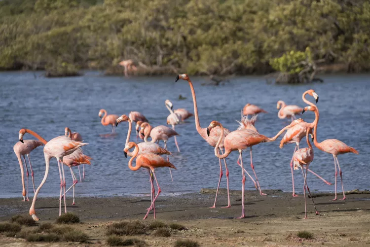 Flamingos forage for food in shallow waters at the edge of the mangroves. Photo by Matthew Meier.