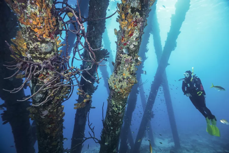Diver with colorful sponges on the pilings under the Salt Pier. Photo by Matthew Meier.