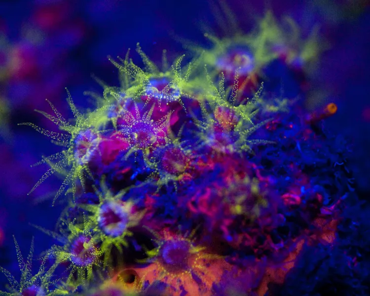 Fluorescent cup coral