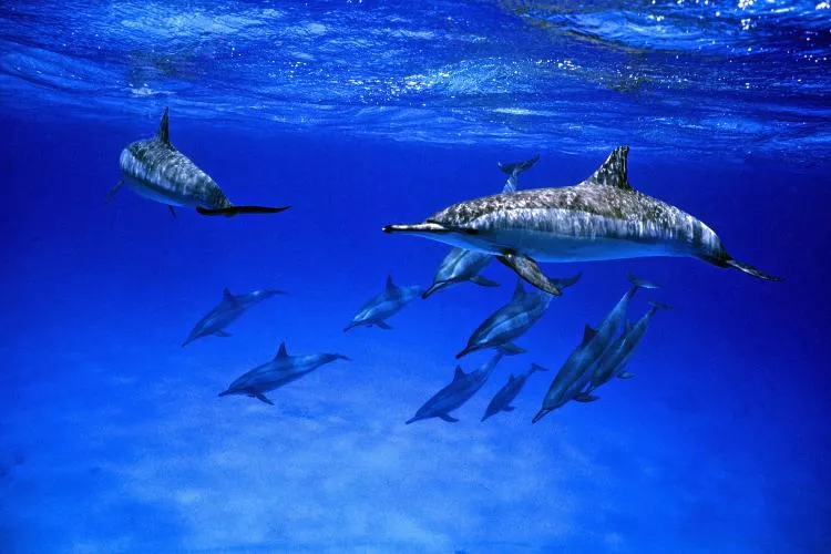 Striped dolphins, southern Egypt 