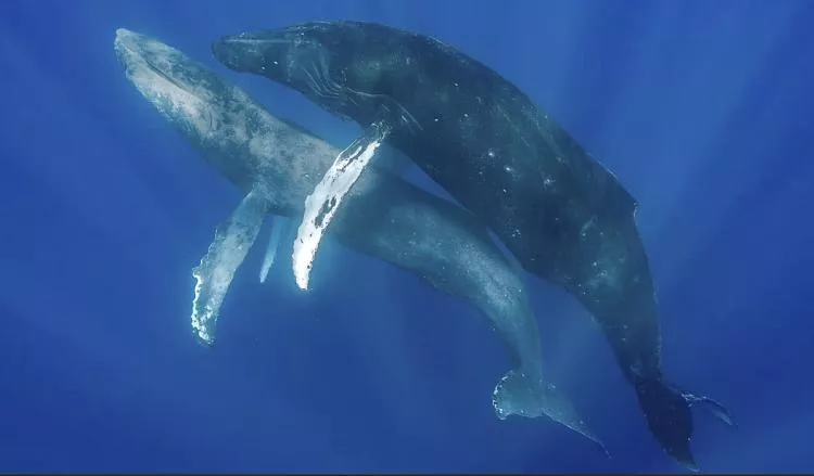 Male Humpback Whales encounter