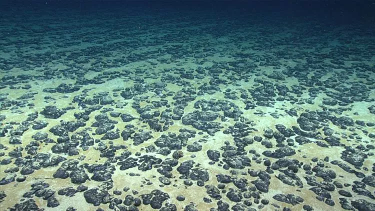 Deep seafloor covered with manganese nodules