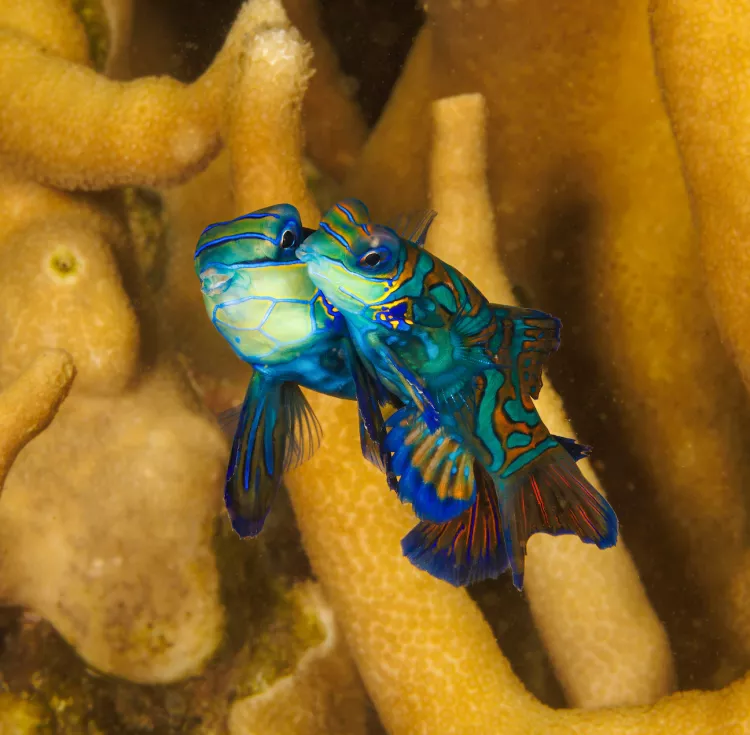 Mandarinfish pair photo by David Fleetham