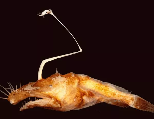 A new species of the deep-sea ceratioid anglerfish