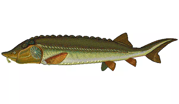 Sturgeon in the Caspian Sea is critically endangered.