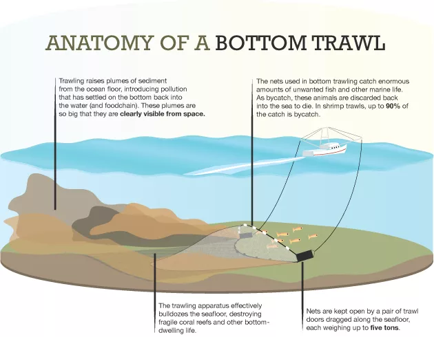 Anatomy of a bottom trawl.