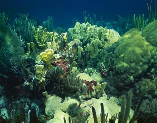 Shallow-water coral reef in the Florida Keyes with blade fire coral, boulder coral, soft corals and sponges.