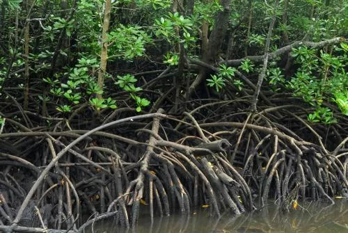 Mangrove forest.