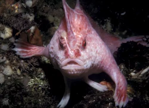 The Pink Handfish is known from only four specimens and was last recorded off the Tasman Peninsula in 1999.