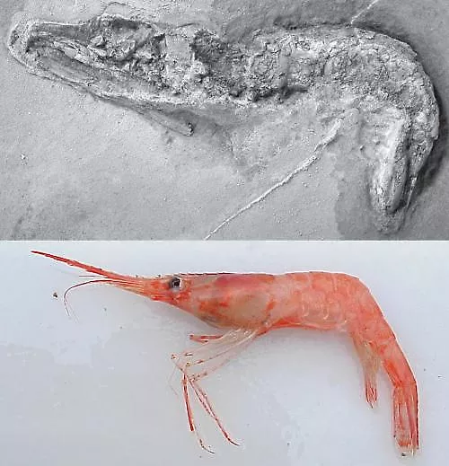 The fossil shrimp from Oklahoma and a recent shrimp 