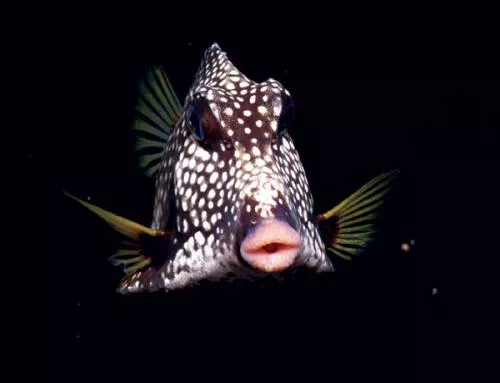 Smooth Trunkfish (Lactophrys triqueter). The first alien species found in Italian waters was observed in the Genoa harbor back to a century ago, and is native to the western central Atlantic.