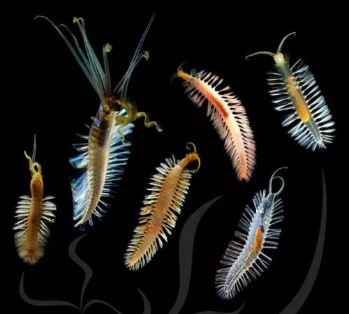 Six previously unknown swimming species of acrocirrid polycheate worms recently discovered in the deep Pacific Ocean.