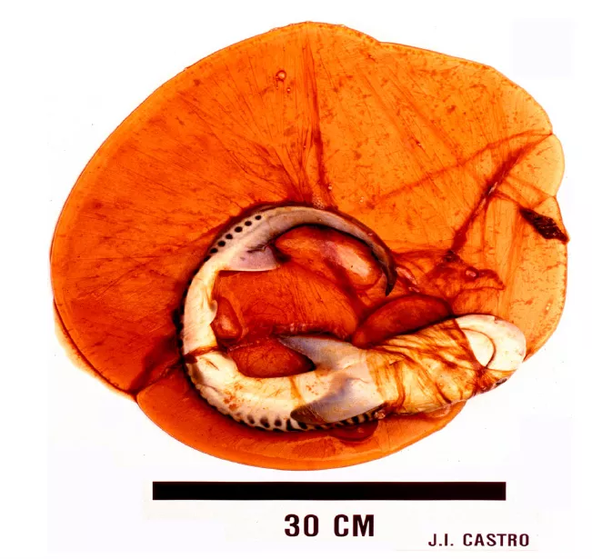 Tiger shark embryo in egg sac