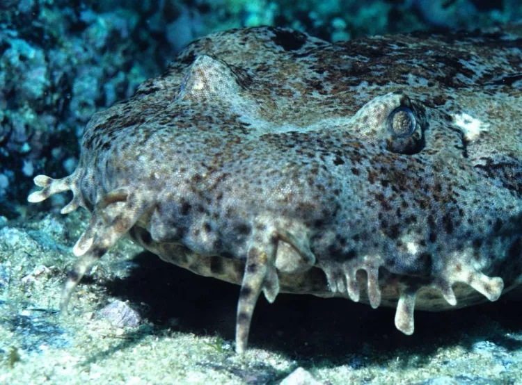 Wobbegongs spend most of their time on the sea floor and hunt mostly at night using an unusual sit-and-wait ambush strategy