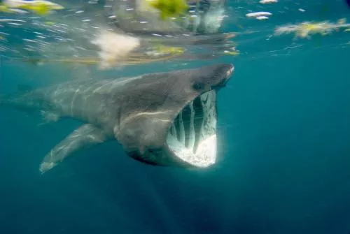 Basking shark off Cornwall, UK