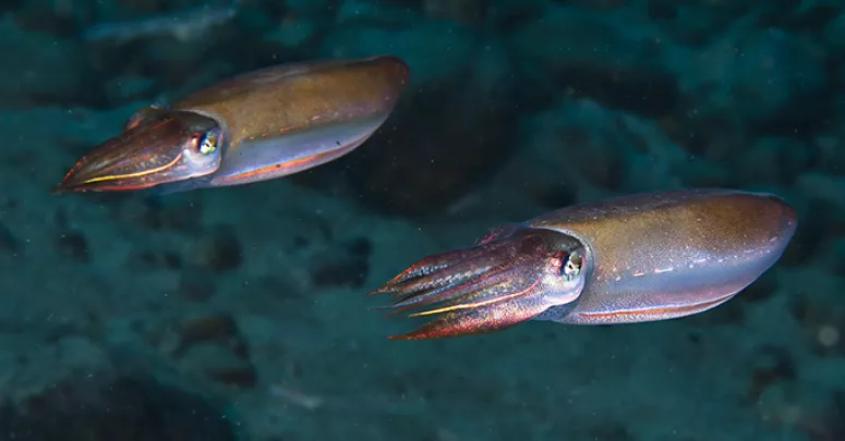   Squid in Toyama Bay, which is located in the Hokuriku region of Honshu, Japan. Photo by Martin Voeller.