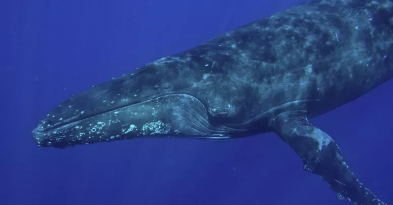 Humback Whale