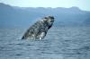   Gray Whale breaching (file photo)