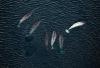 Six narwhals swimming in the sea