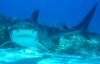 Tiger shark approaches diver for a closer look