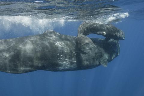 Sperm whale with baby