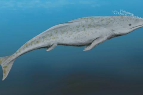 Not the Georgiacetus, but the Protocetus atavus, an early whale from the middle Eocene of Egypt.